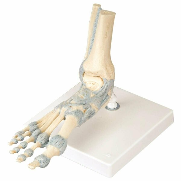 Toys4.0 Anatomical Model - Foot Skeleton with Ligaments TO1341345